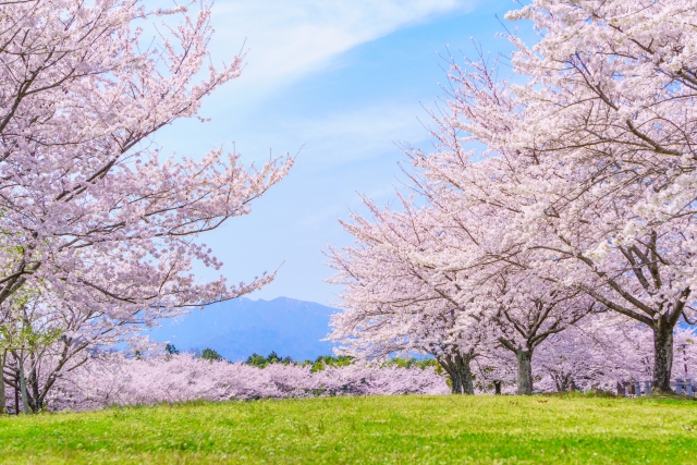 満開の桜